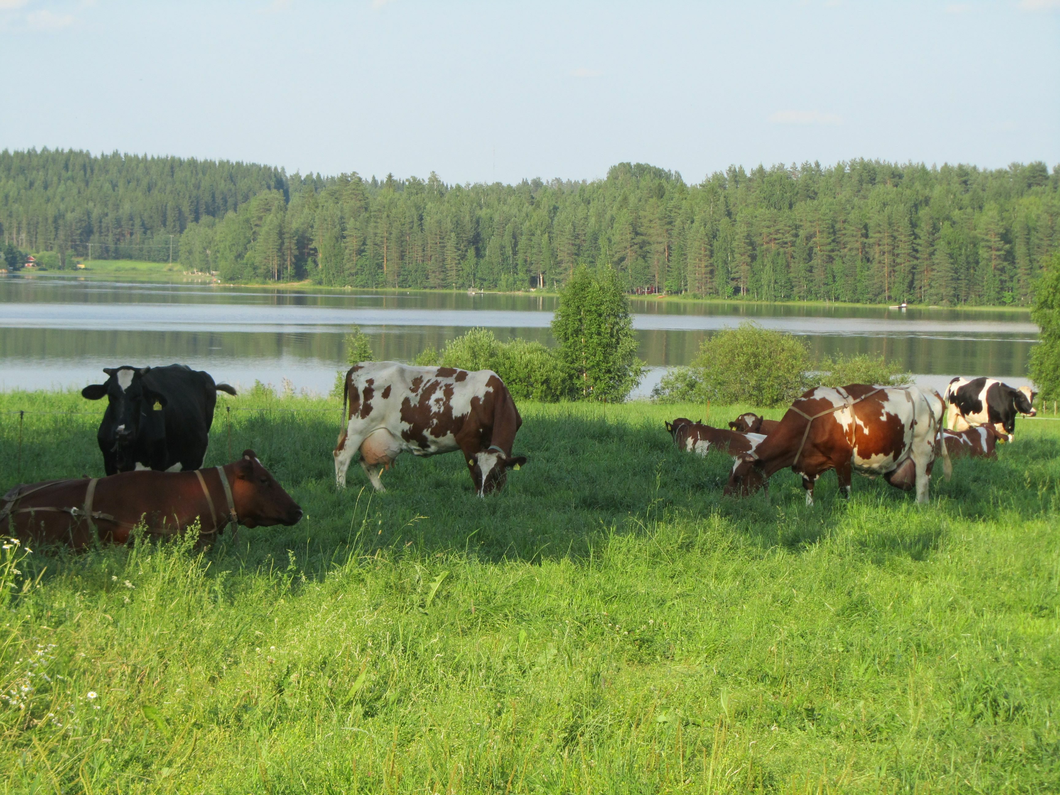 Lehmiä laitumella