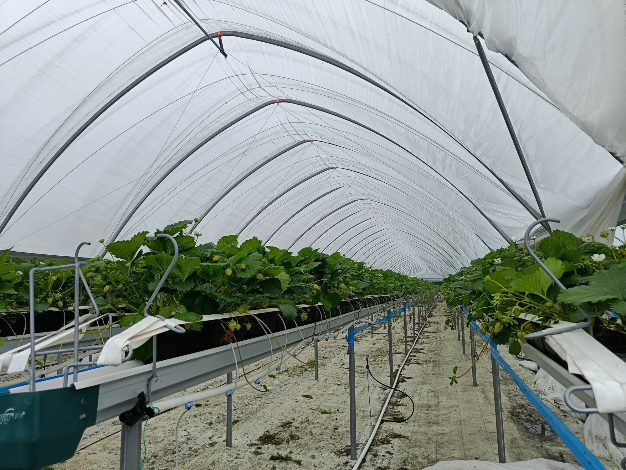 mansikan viljelyä tunnelissa