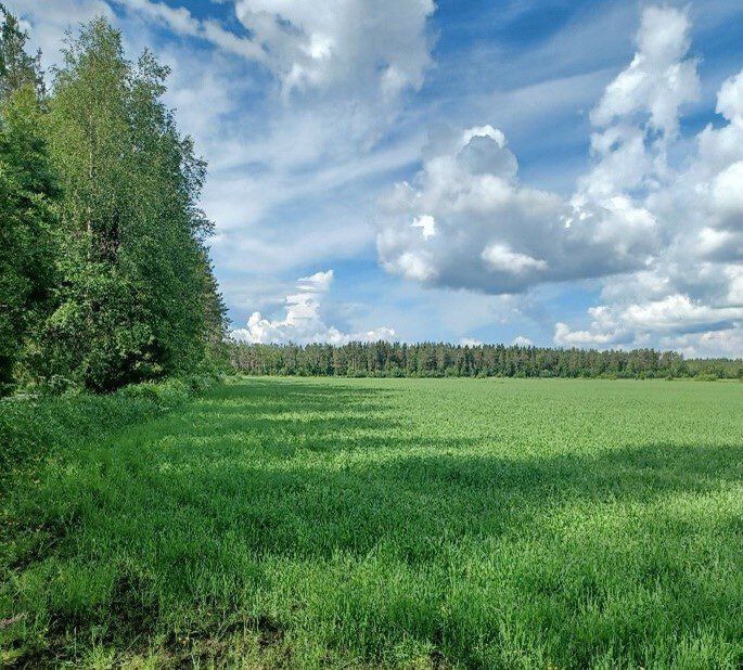 Peltomaisema