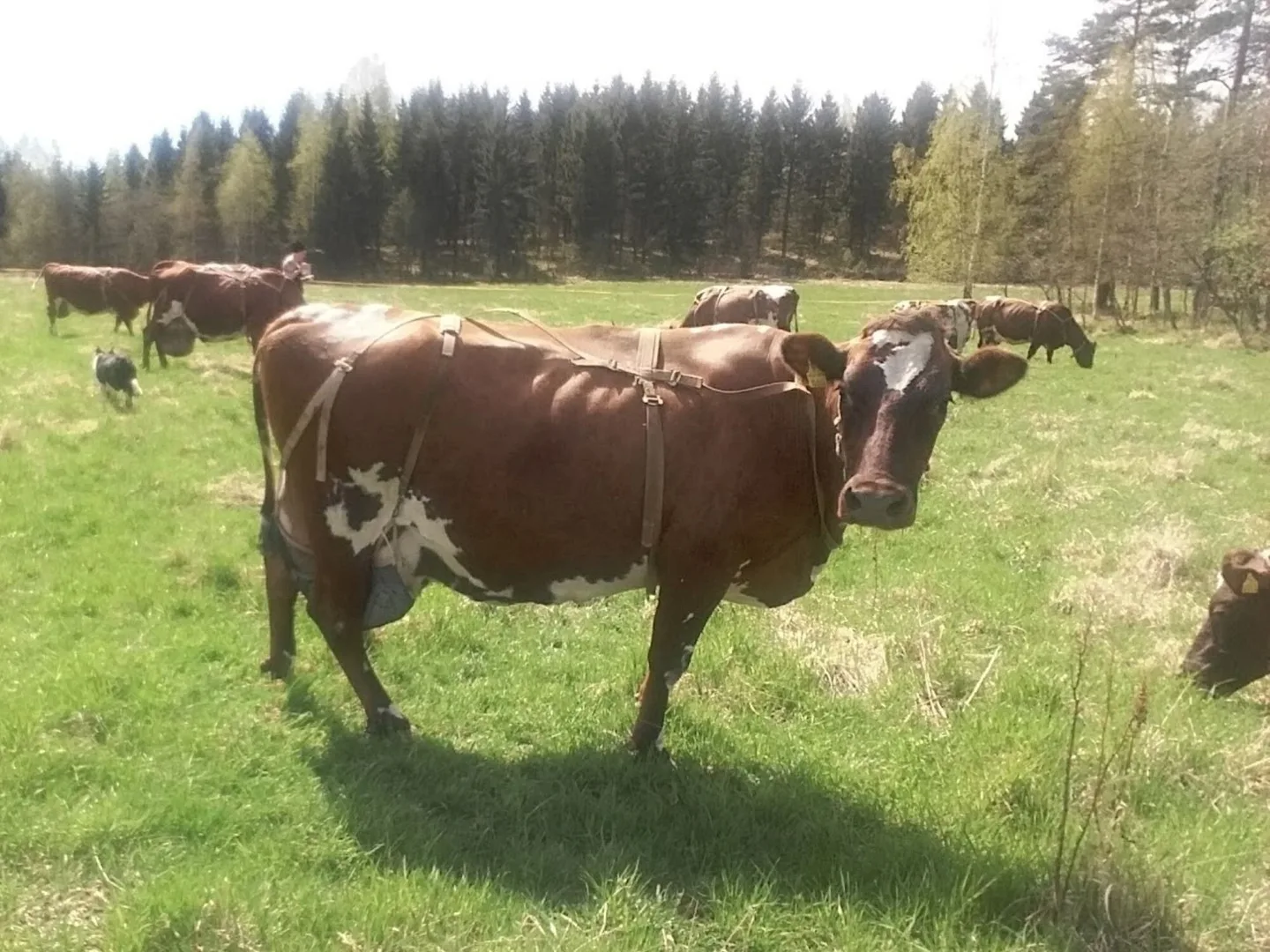 Lehmia laitumella kuva Kati Virfvell