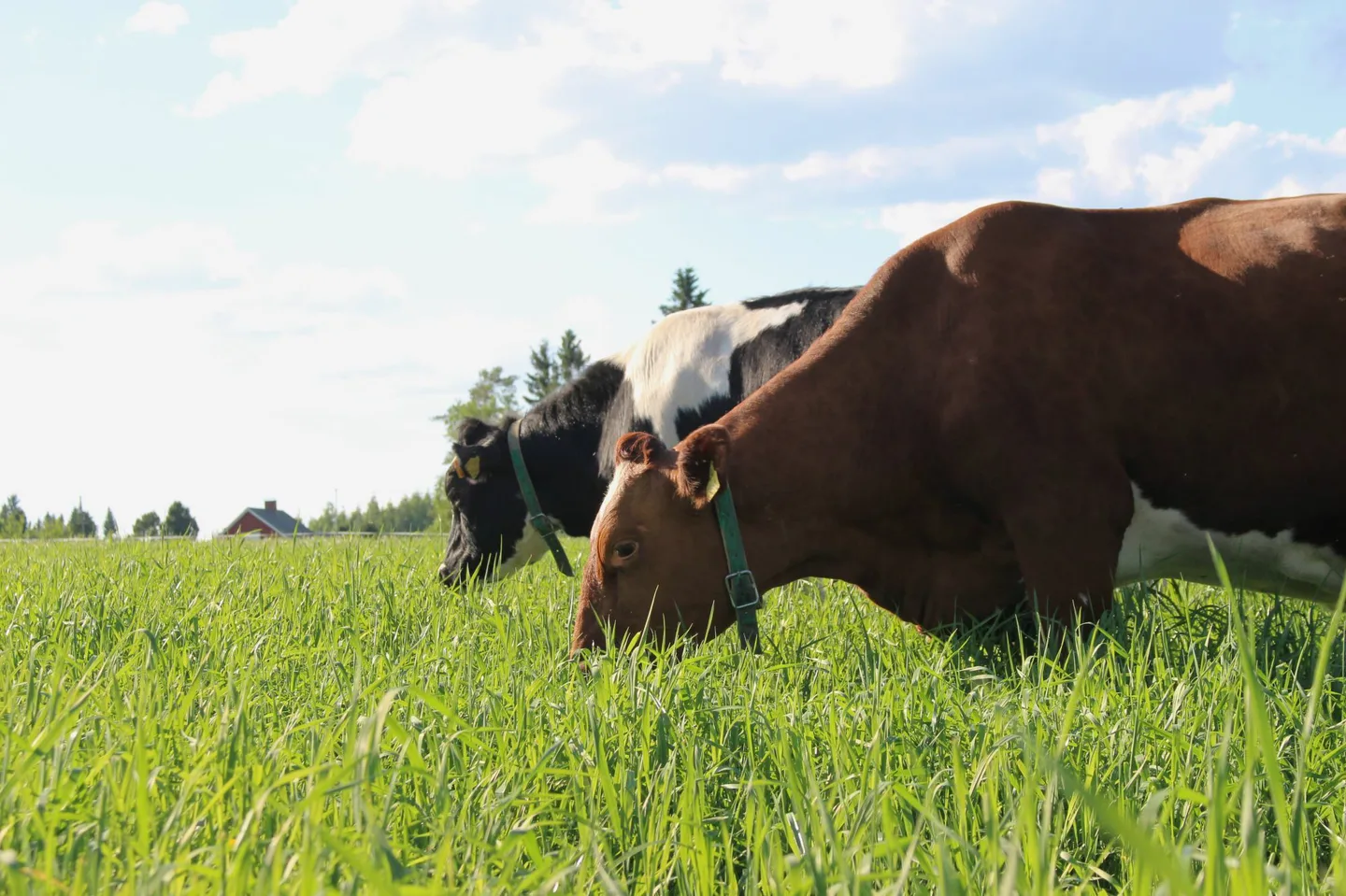 Kaksi lehmää syö niityllä heinää.