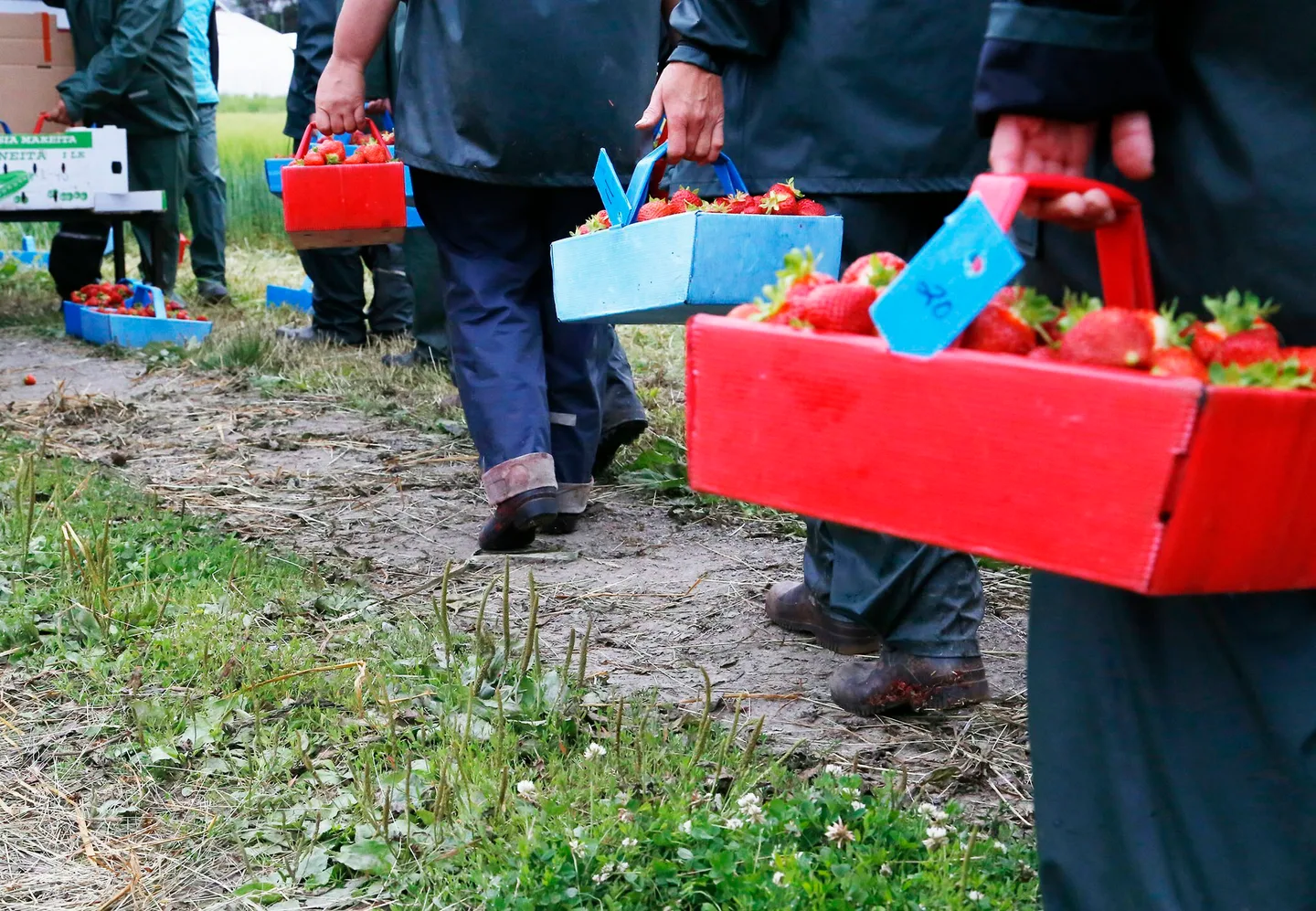 Mansikanpoimijoita kävelemässä mansikkakorien kanssa