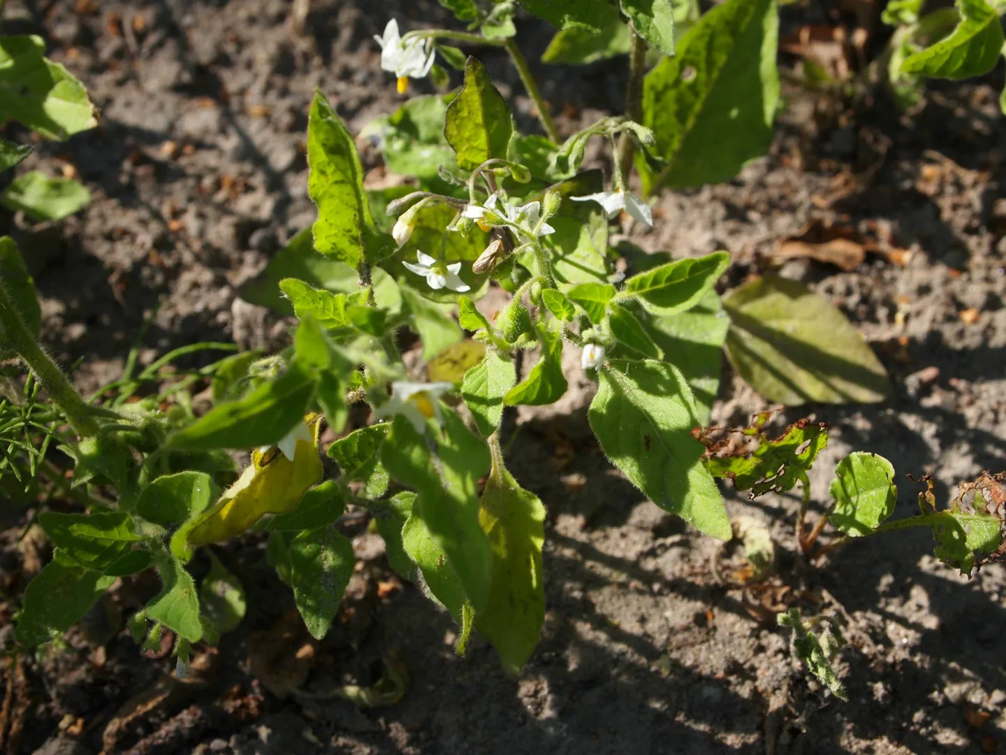 Mustakoiso kukkavaiheessa