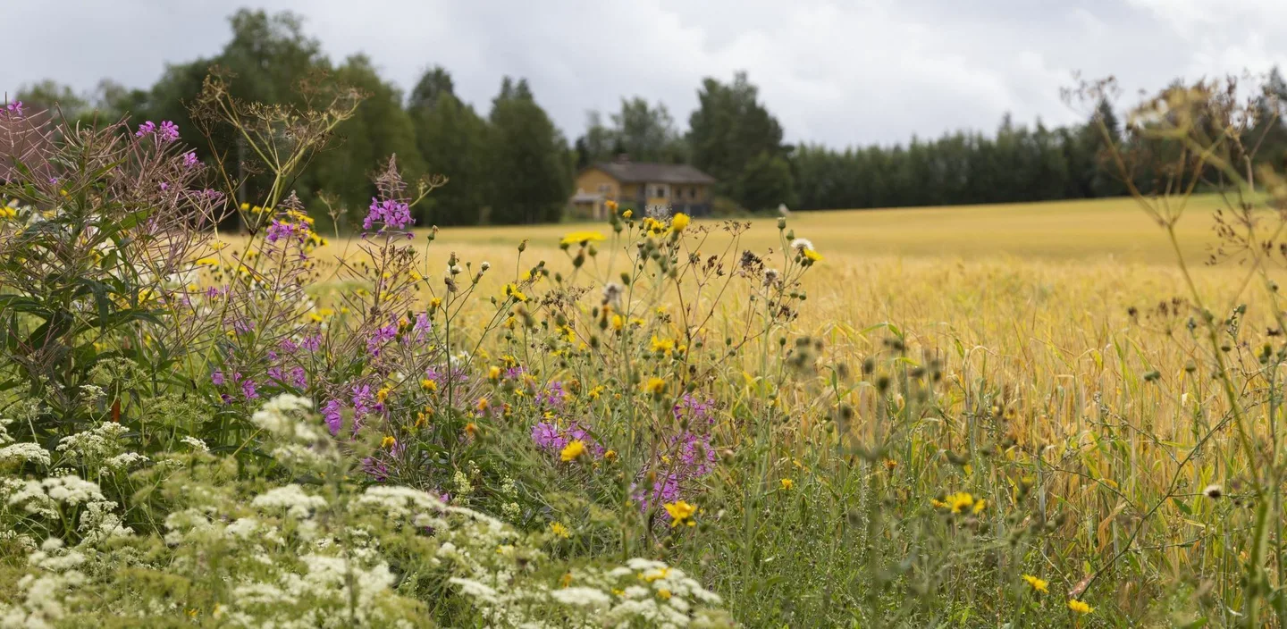 Niittykukkia pellon reunalla, takana viljapeltoa ja metsää