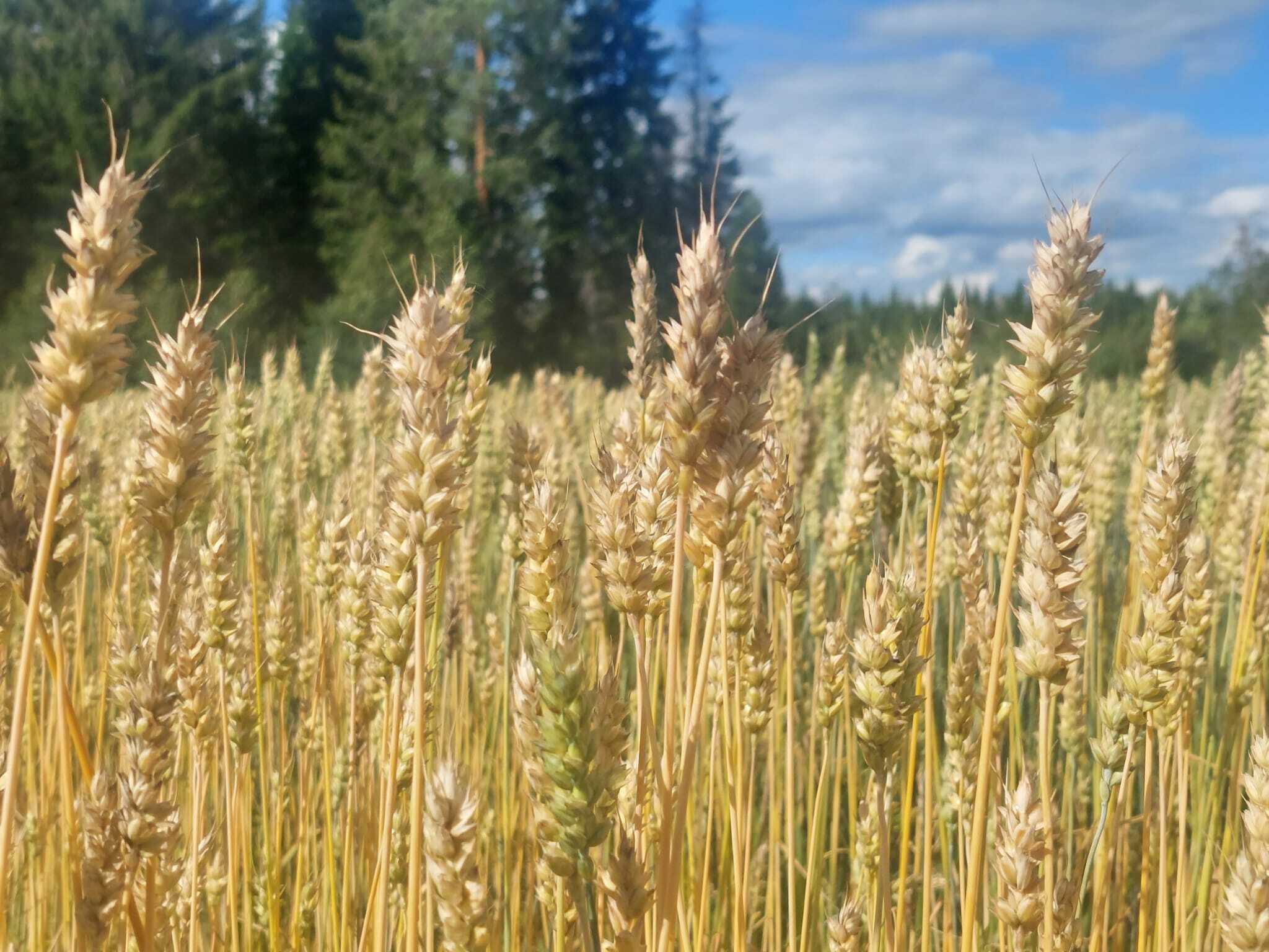 Vehnäpelto