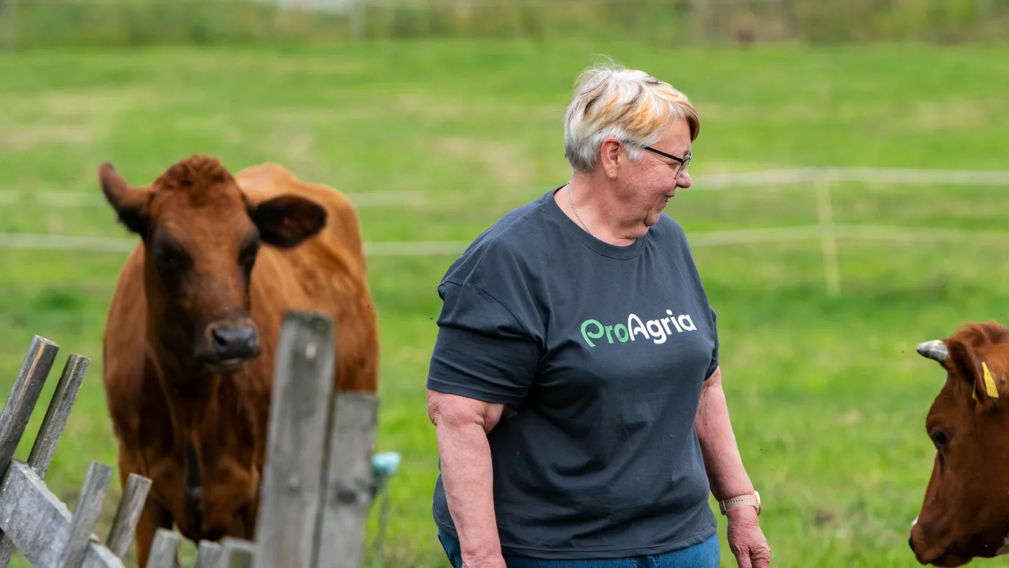 Asiantuntija laitumella lehmien kanssa 1