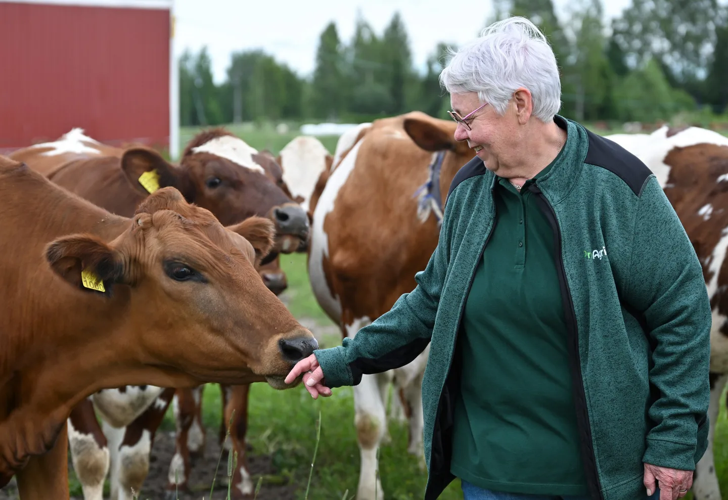 Ihminen lehmien kanssa laitumella