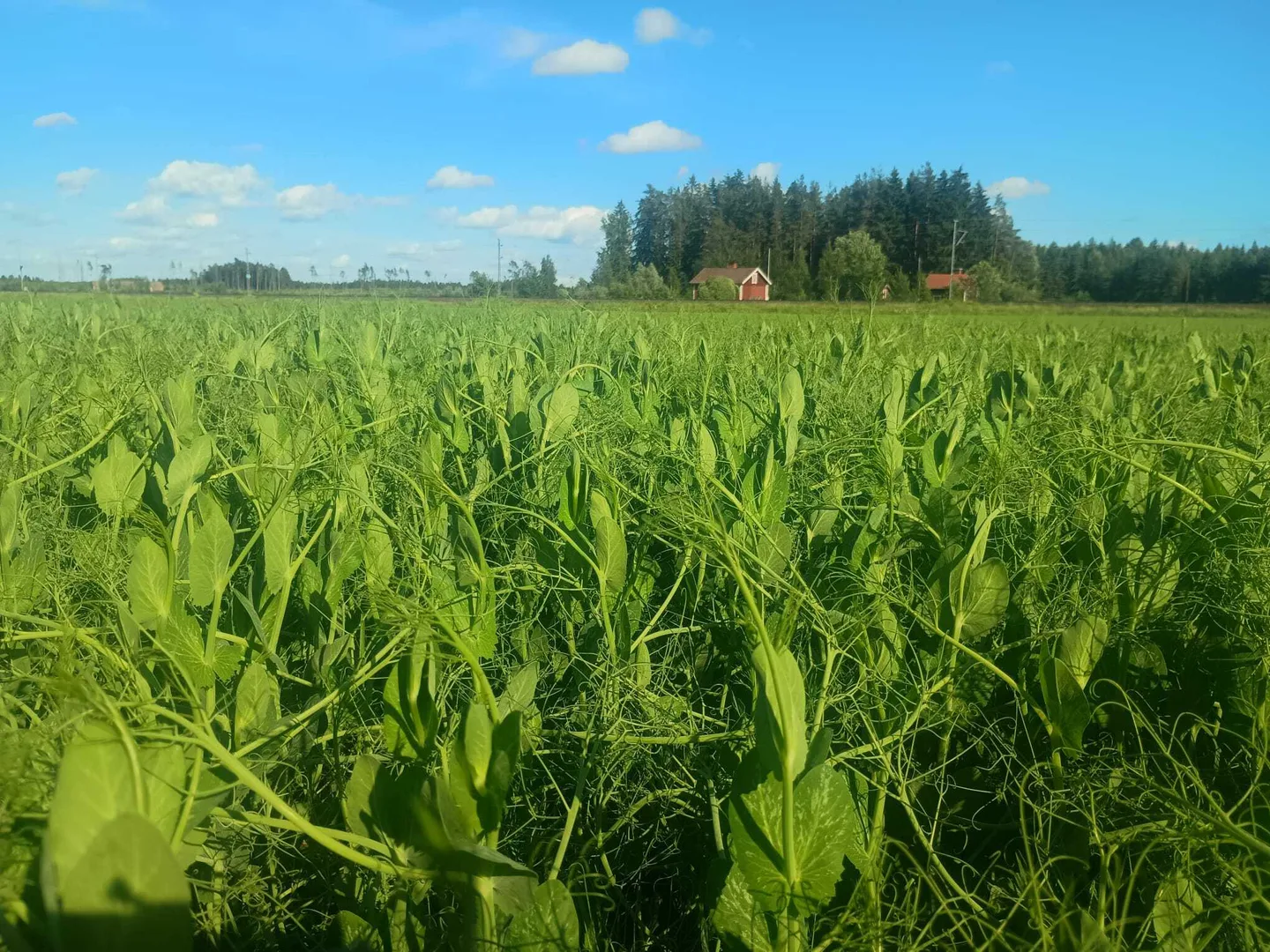Herne Tiia Vahatalo