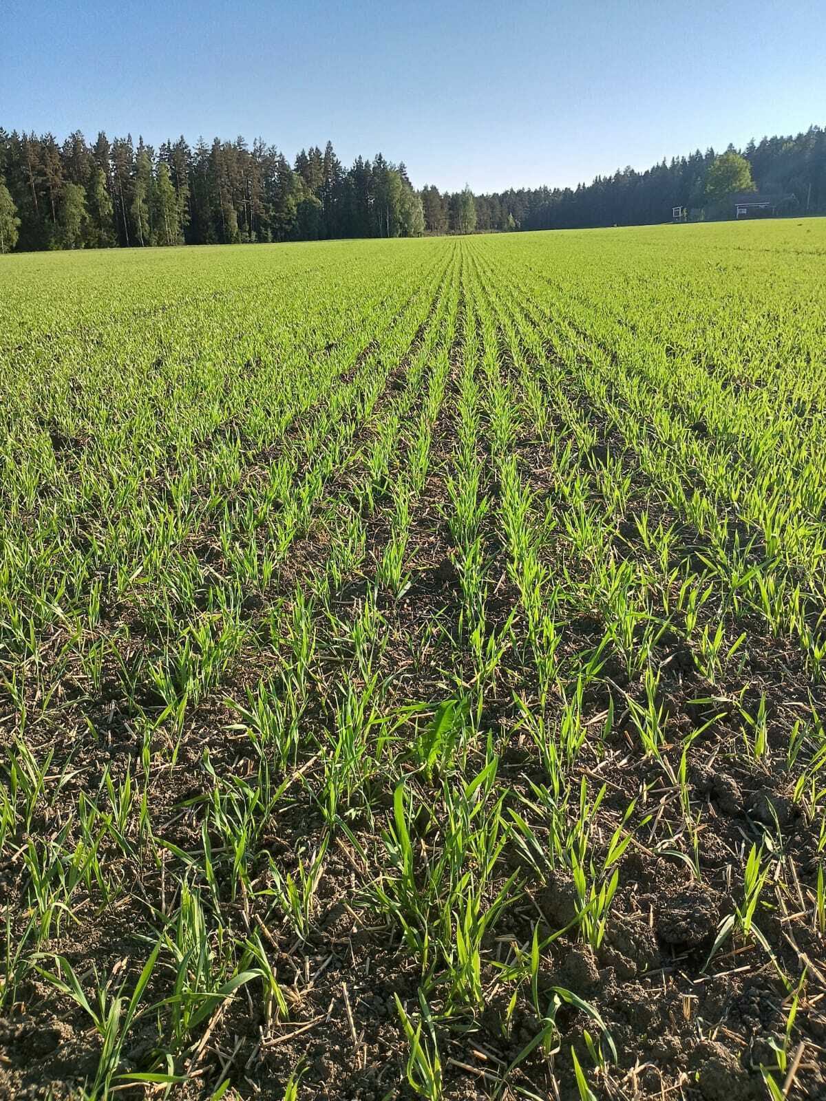 Kevätohraa Liedossa 28.5.2024