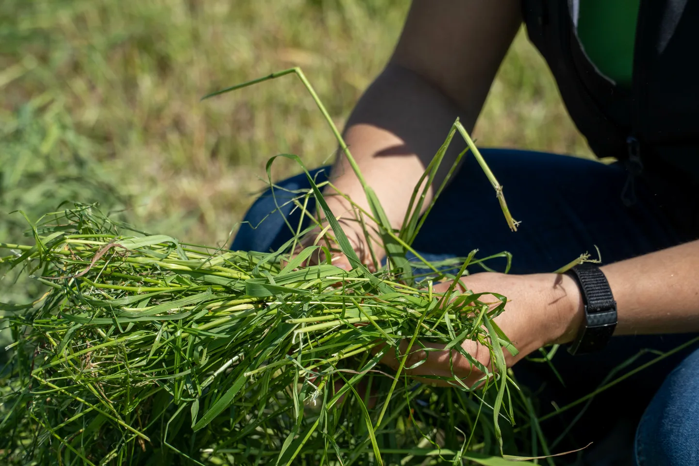 Infotapahtuma sailorehun tuotannosta