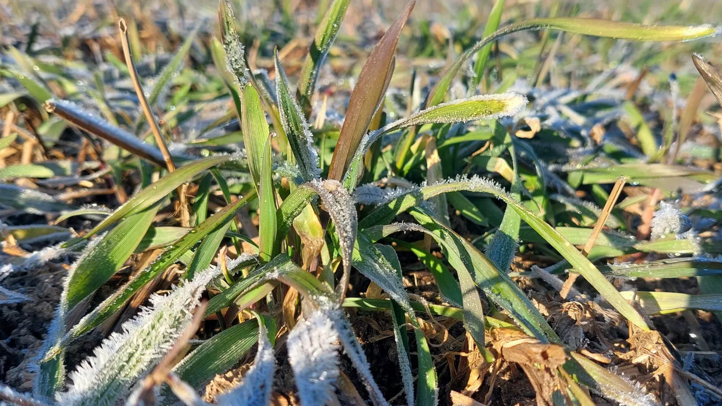 Kasvutilanne lansi 8 4 2025
