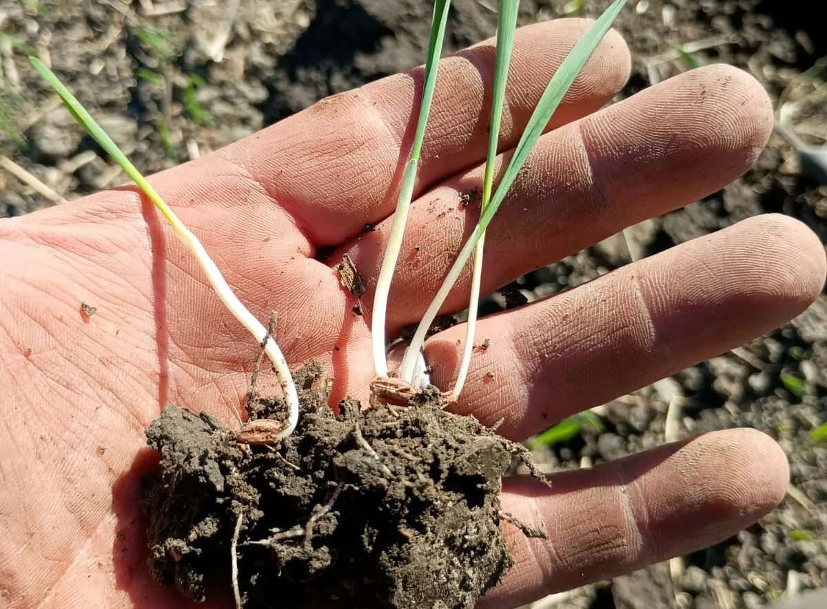 Kevatohra lieto 28 5 2024