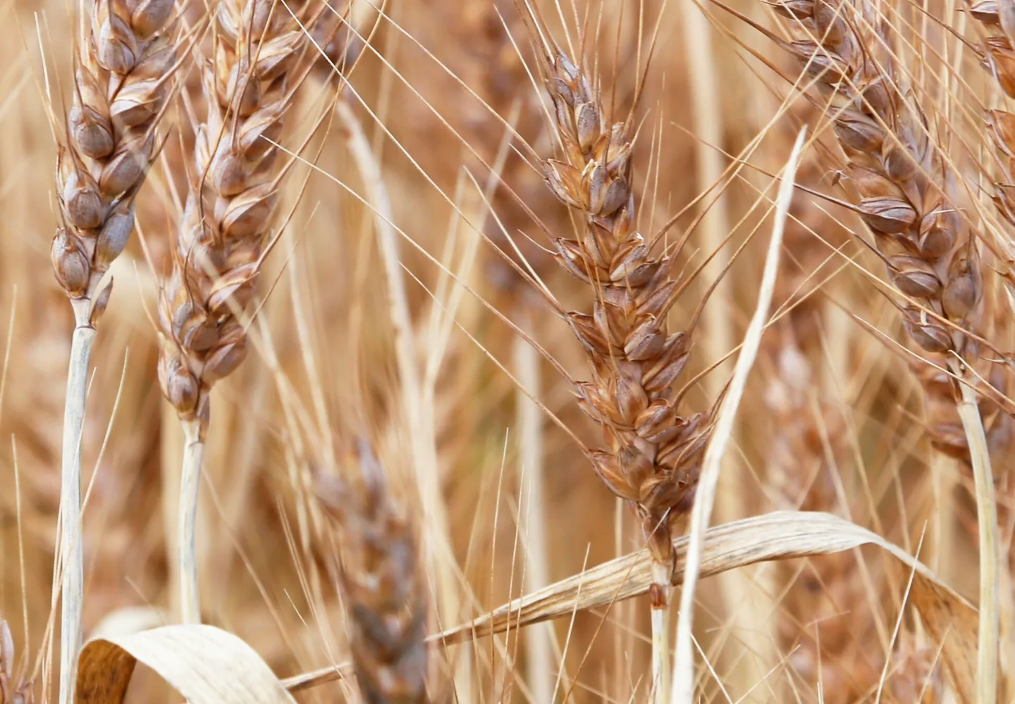 Kypsa vilja Essi Jokela 3