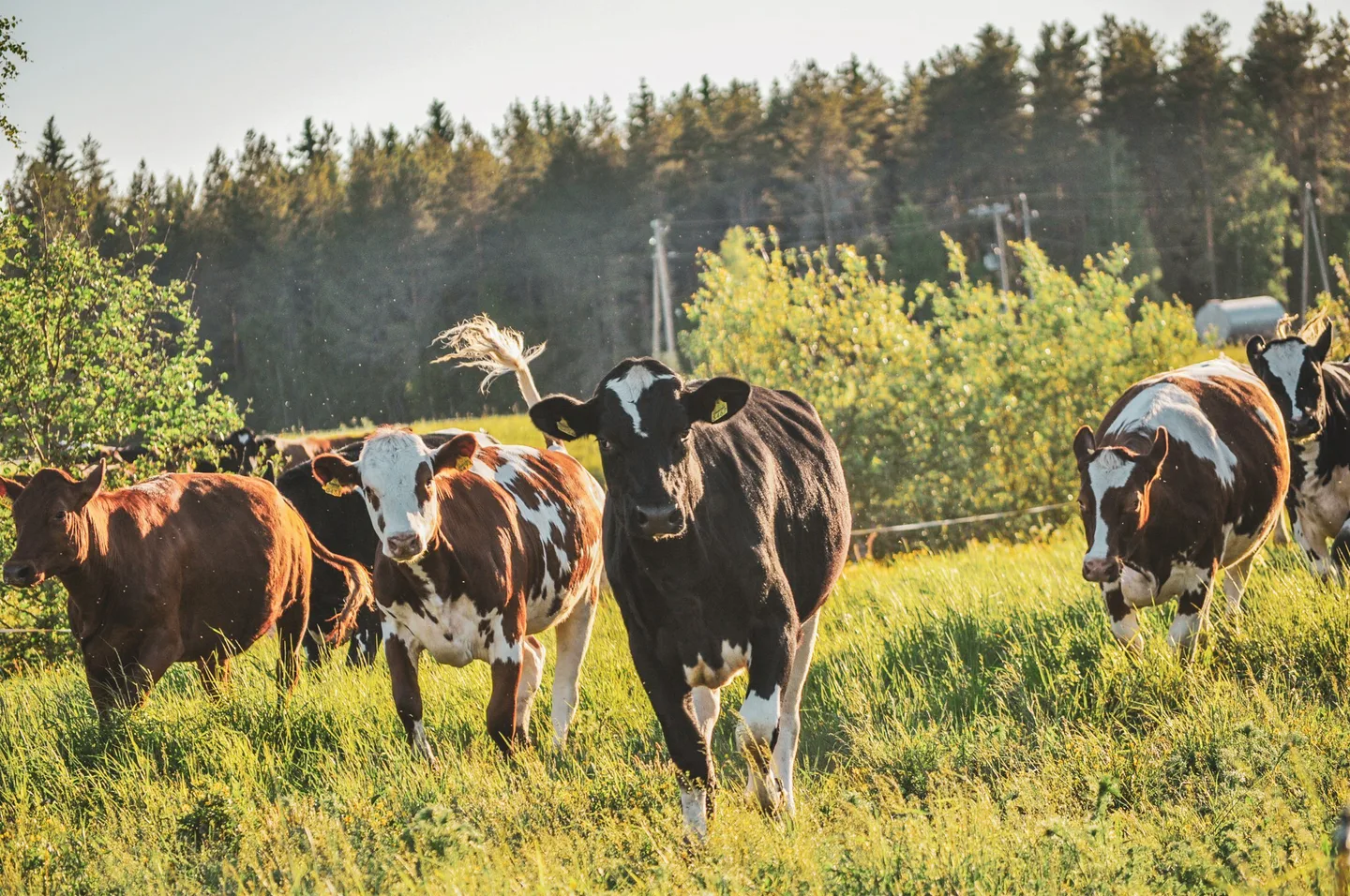 Lehmiä laitumella, kuvaaja Hannele Anttila