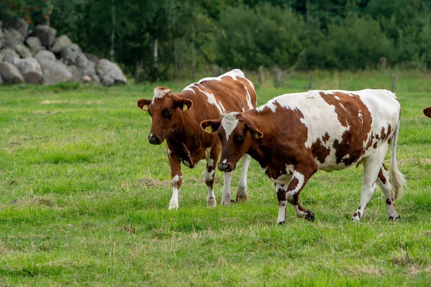 Lehmat laitumella Johanna Viren 3