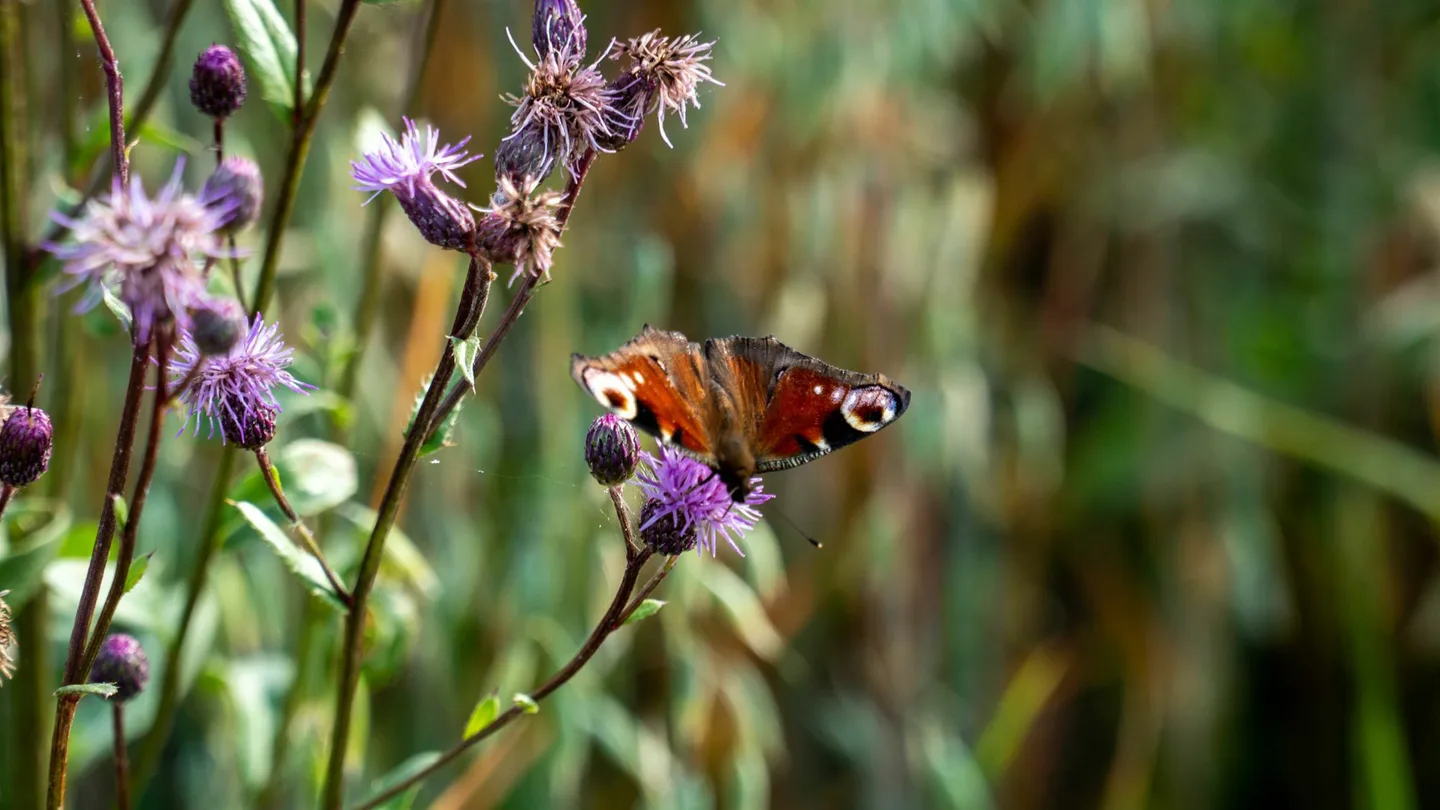 Perhonen ohdakkeella