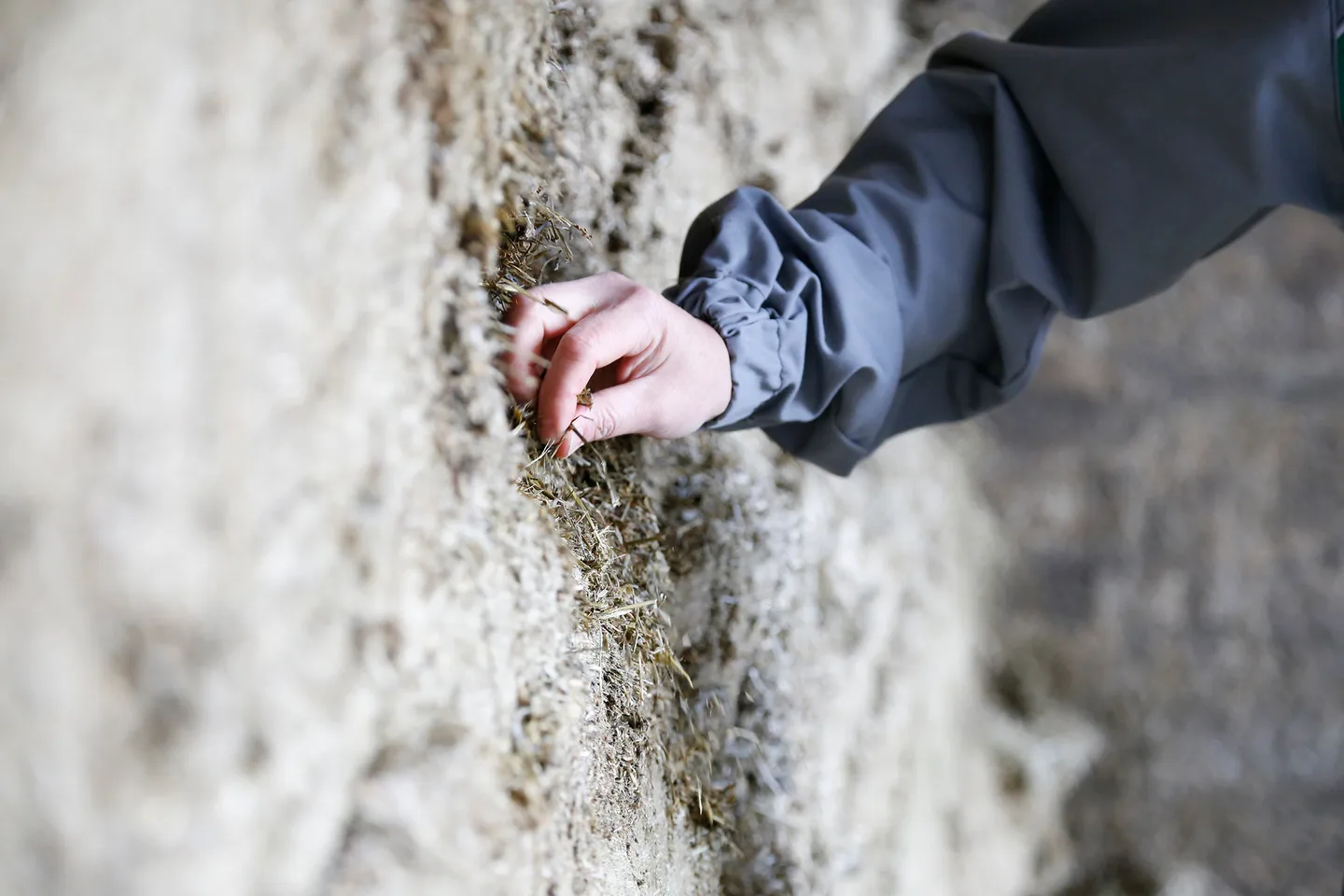 Sailorehu Essi Jokela