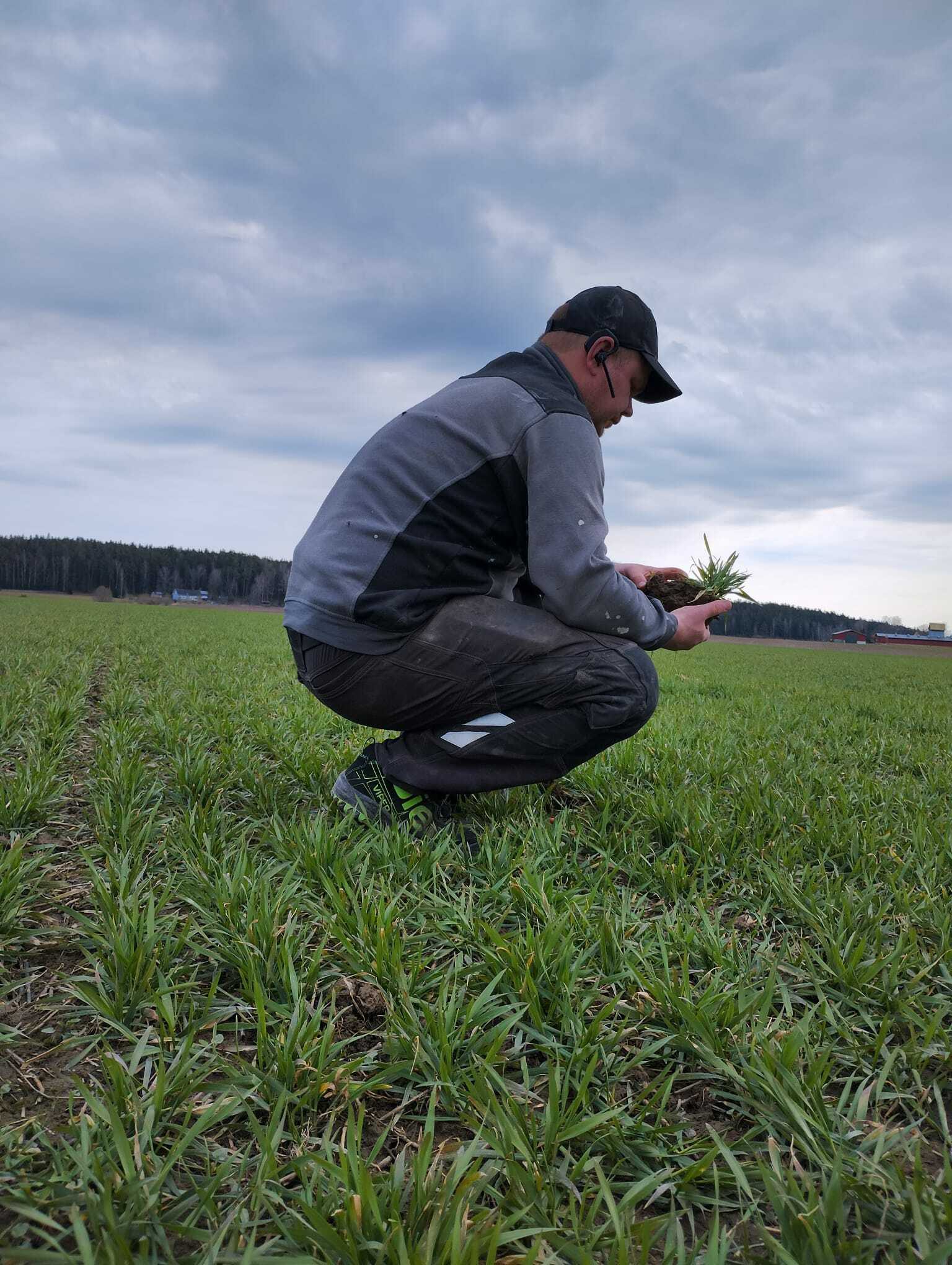 Viljelijä syysvehnäpellolla