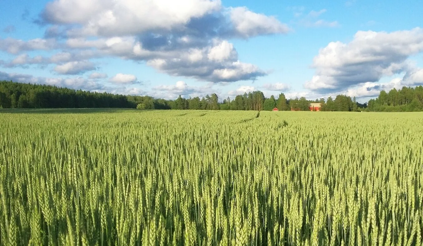 Vehna alkuperainen 1