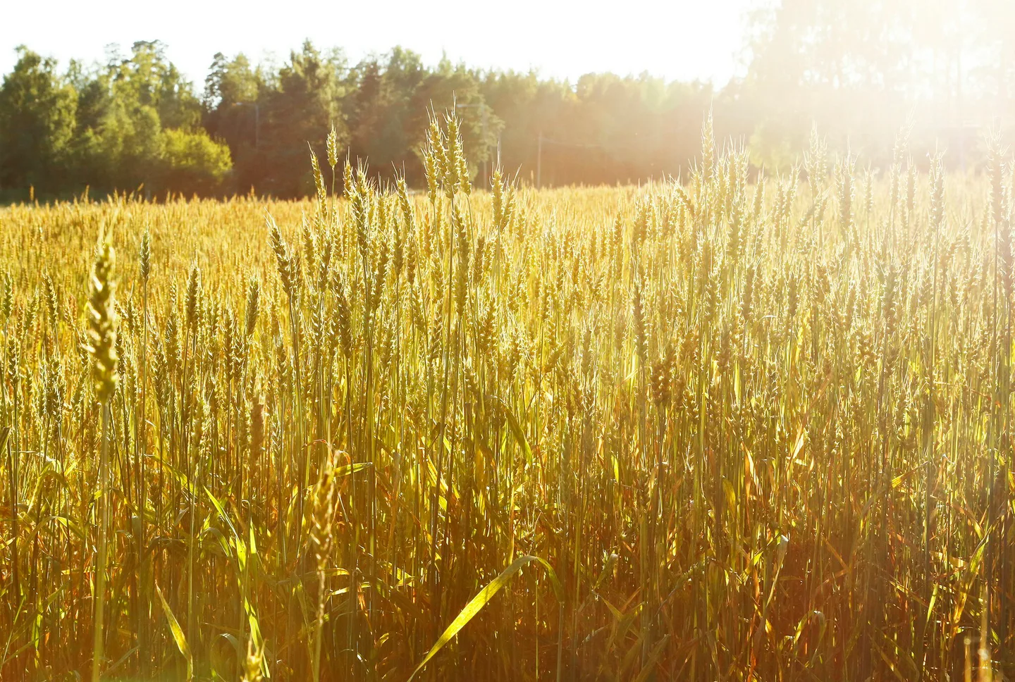 Vilja Essi Jokela 31