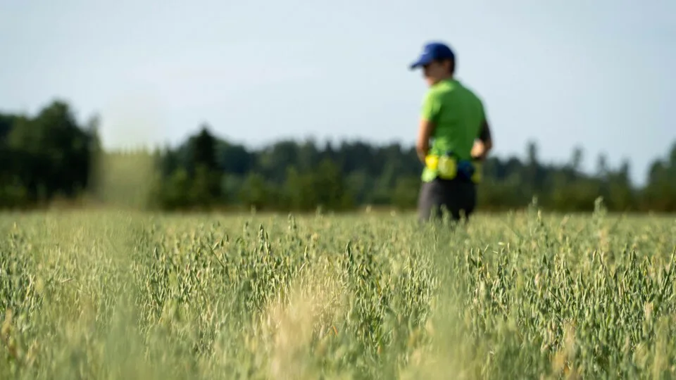 Viljelystarkastus pellolla vk