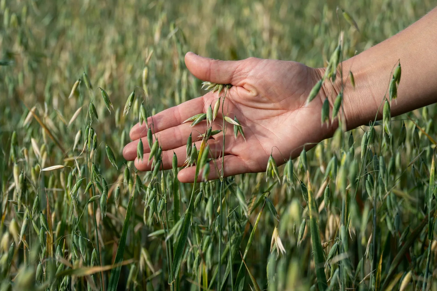 Viljelytarkastus Kaisa Uusi Kraapo 29 1