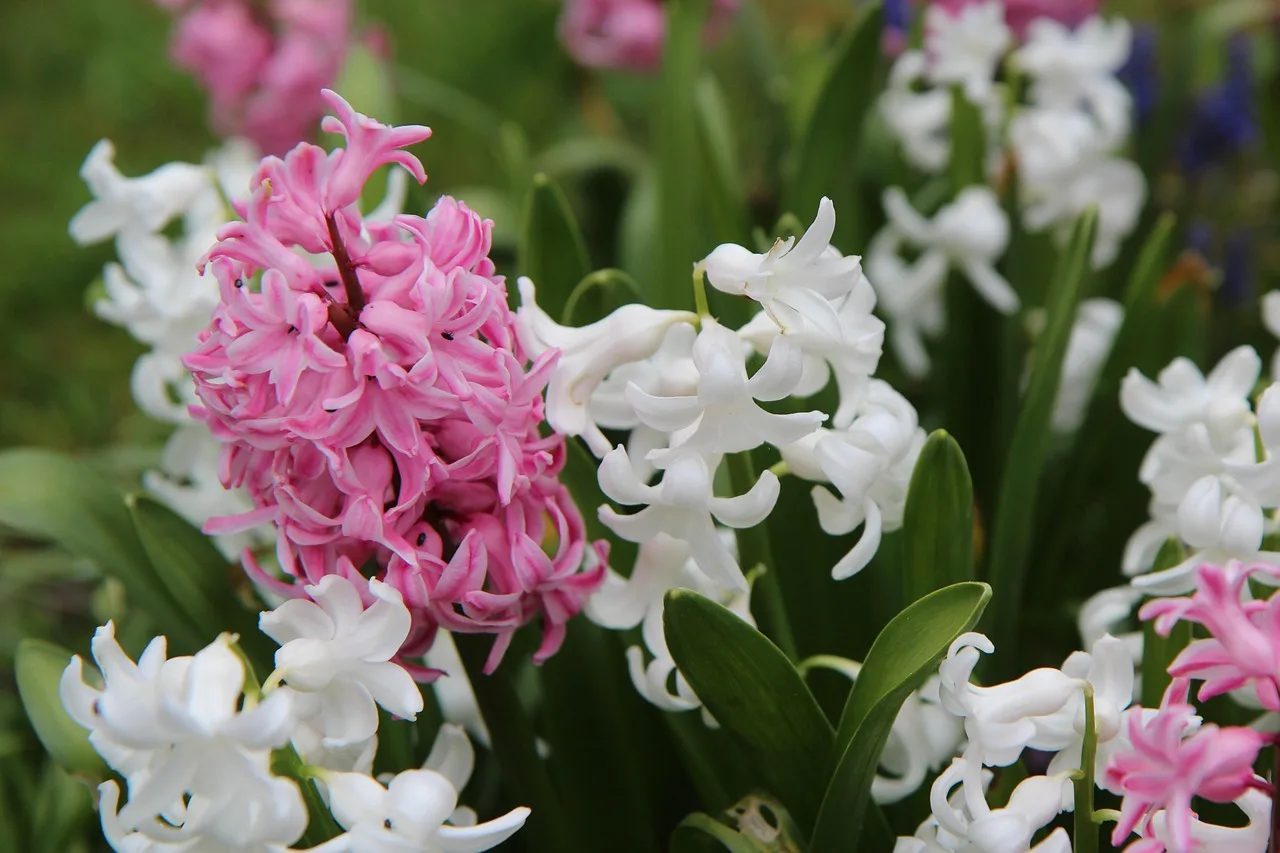 Hyacinth 3303605 1280