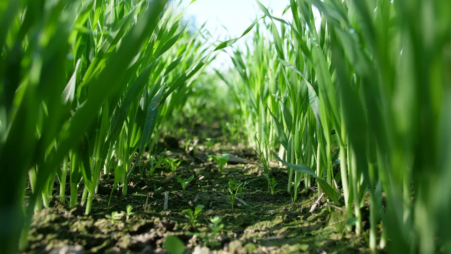 Ohran oraat Sonja Kankaanpaa