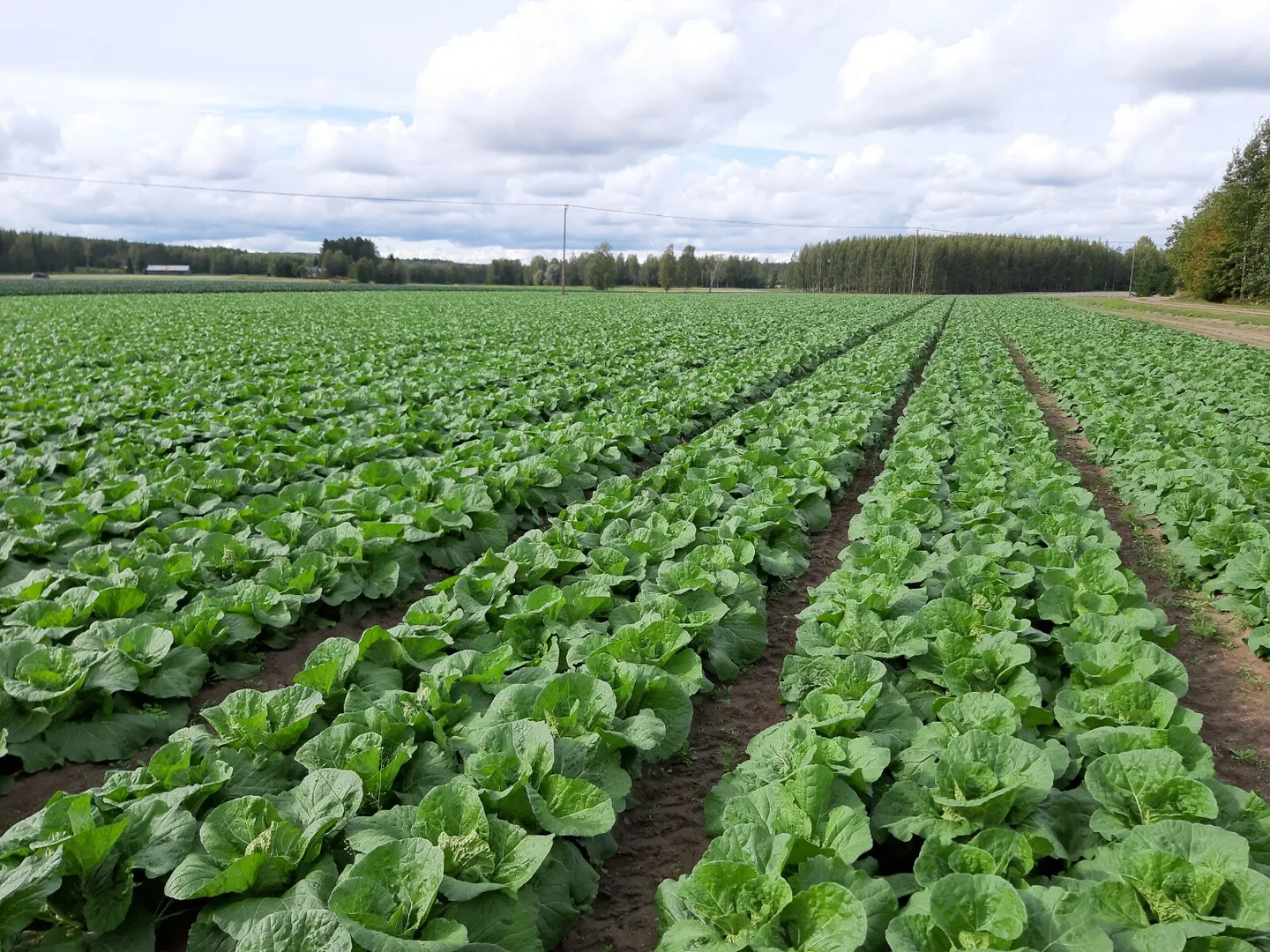 Vihannesviljely kaali kasvi Tila Esa Aholainen Kuva Petri Tunnila WA0008