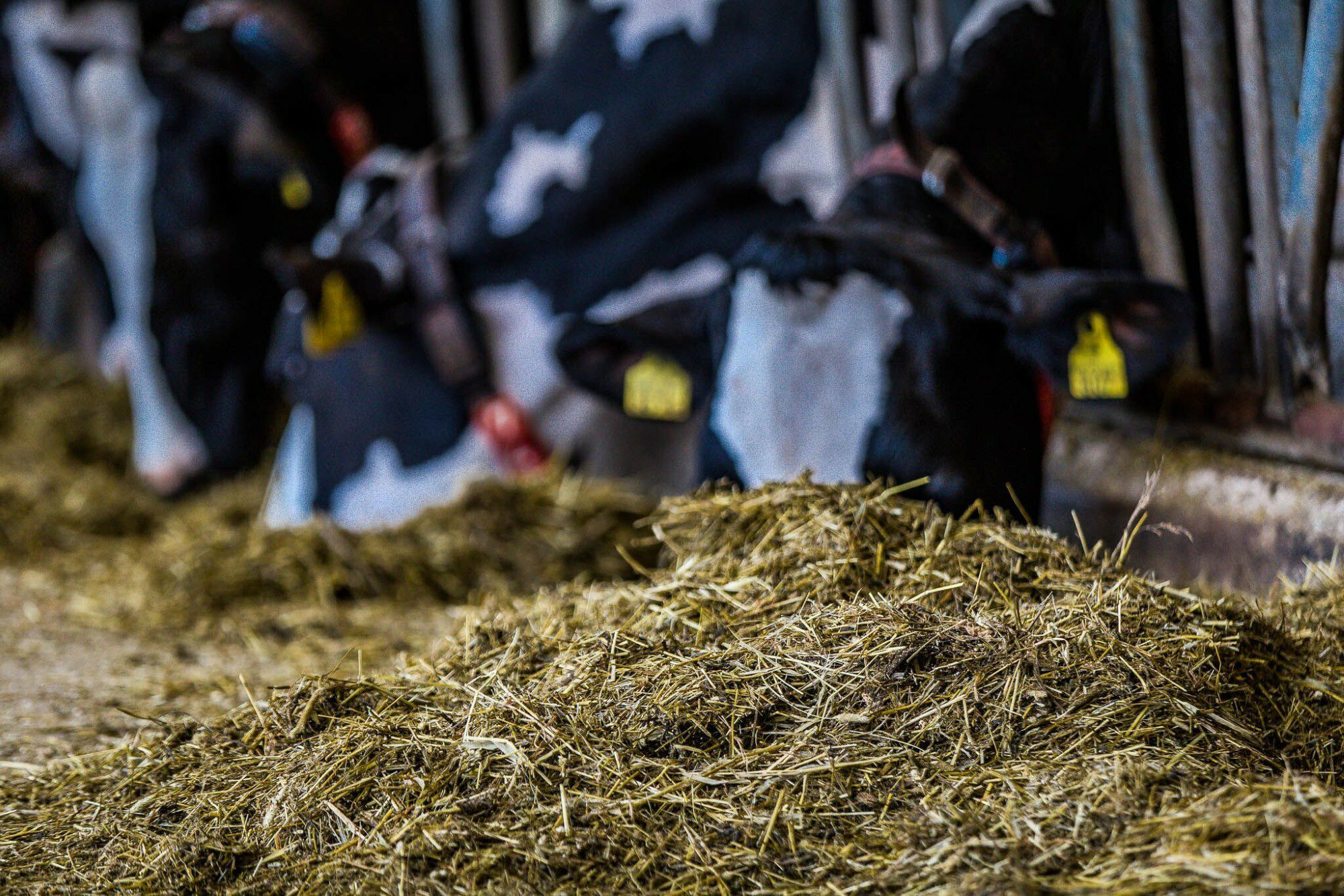Lehmät syömässä heiniä navetassa. Etualalla näkyy kasa heinää, taustalla lehmien päät ja korvien keltaiset korvamerkit.