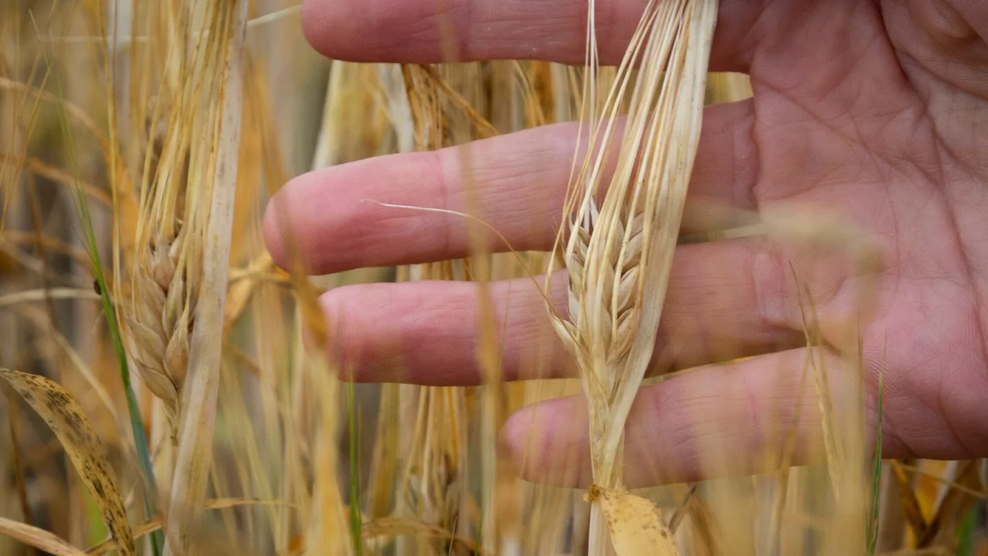 Kasi pitelee vehnan tahkaa pellolla