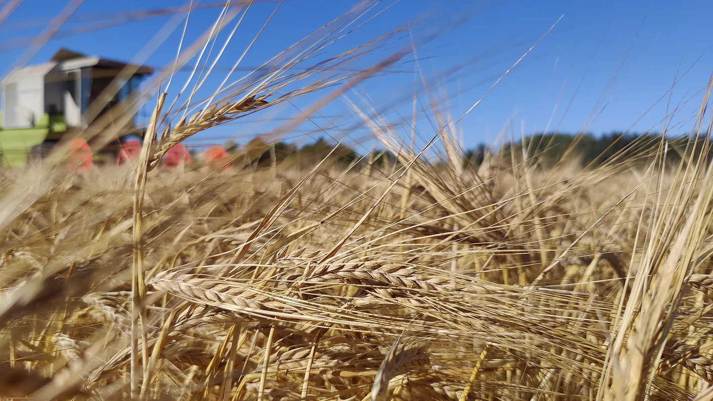 Kasvutilannekatsaus 30082022