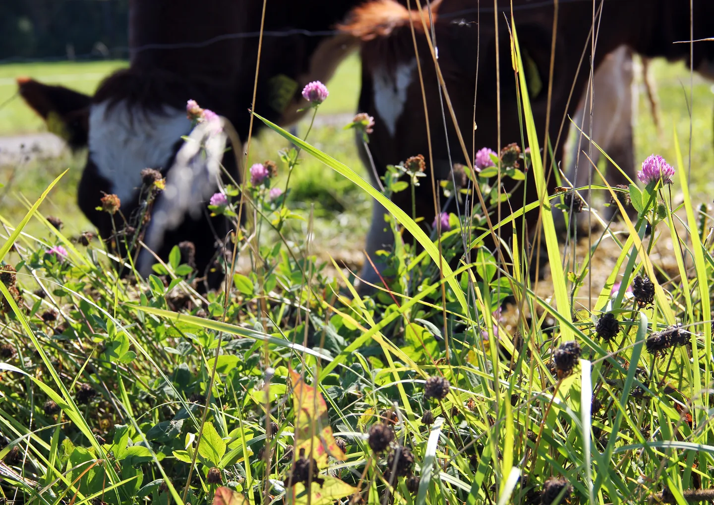 Sanna Lohenoja Apila