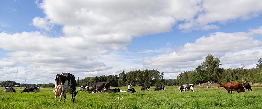 Lehmät laitumella Essi Jokela