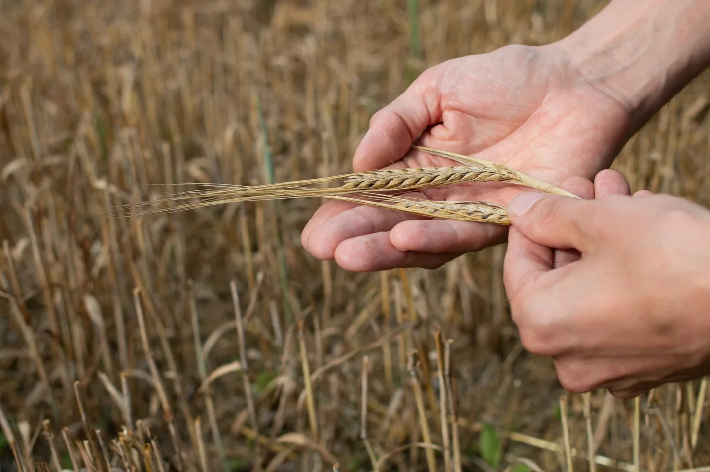 Ennakkolaskenta asiakaslehti Teija Jarvenpaa