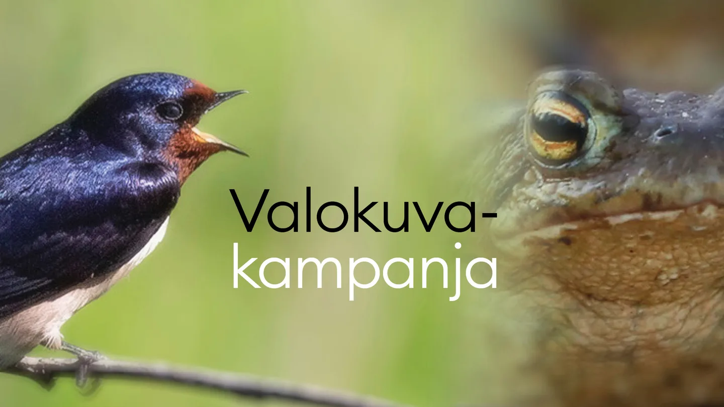 Kuvakamp uutinen