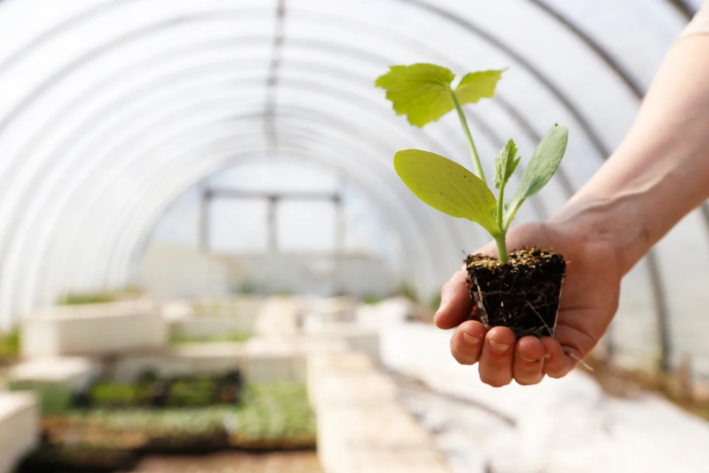 Kesakurpitsa Essi Jokela 1