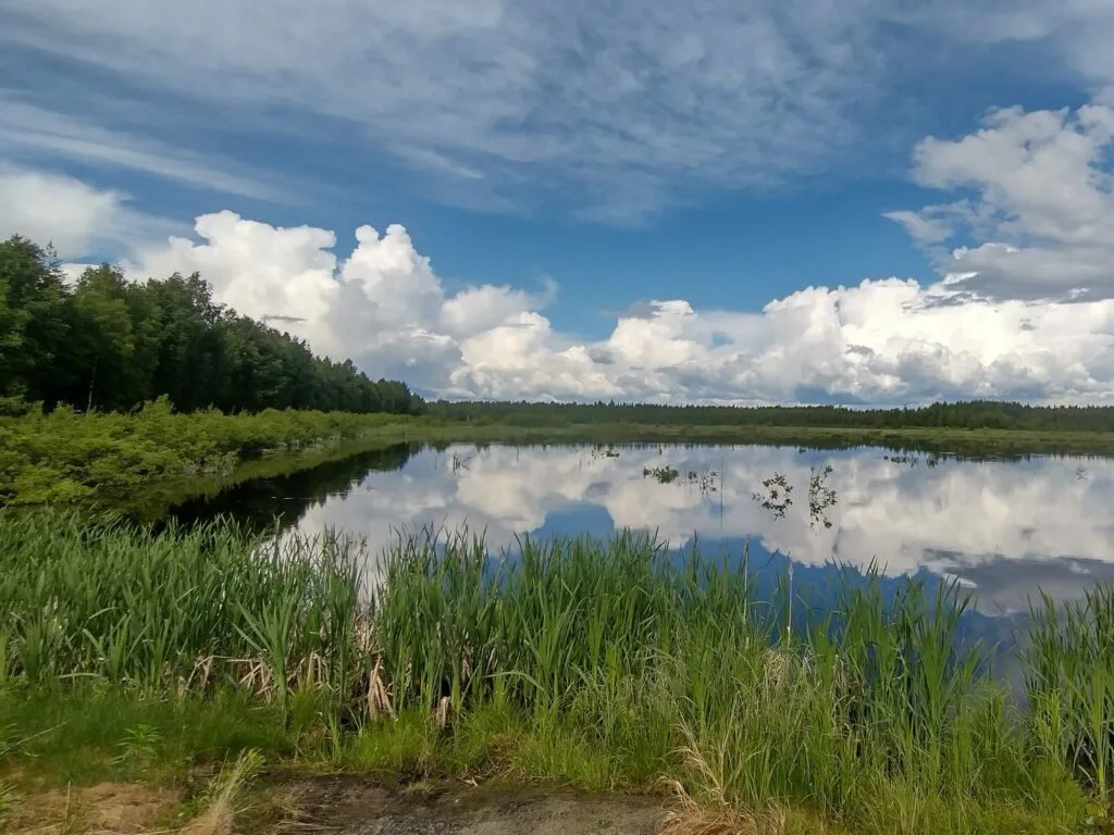 Kosteikko osaaminen kasvuun Ville Yrjana 1024x768