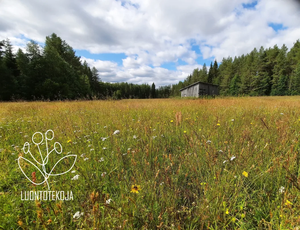 Kukkaniitty pellolla Iinattijarvi