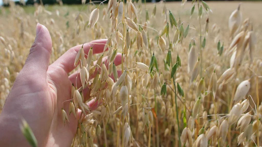 Luomu seoskasvusto Sonja Kankaanpaa