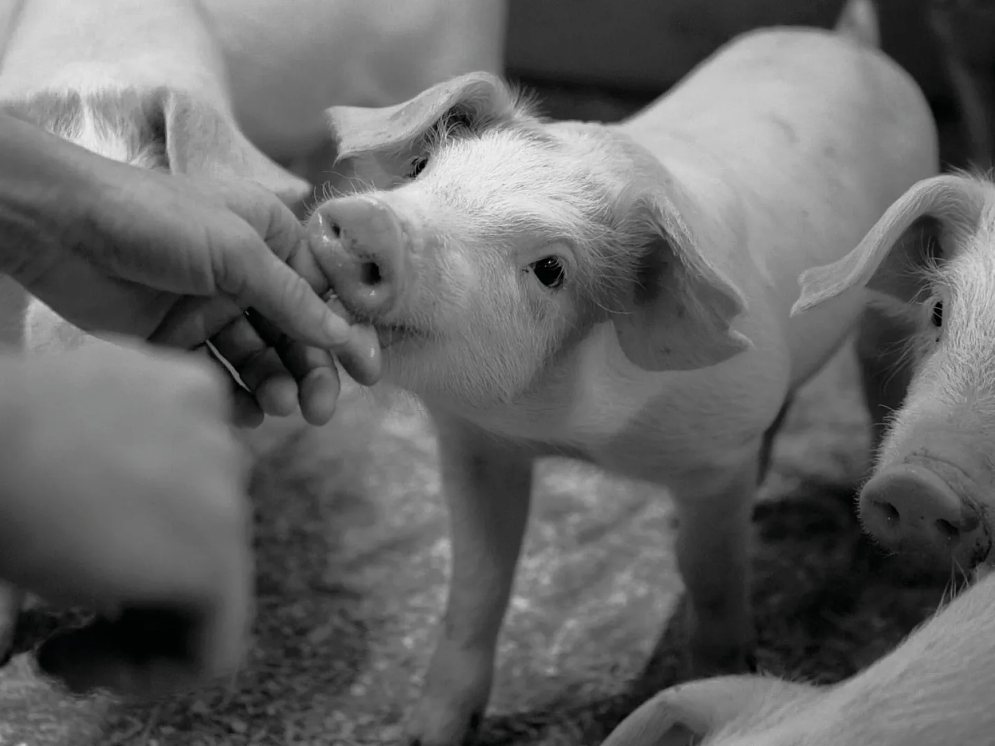 Nyhlens Hugosons 4 Grisar Climate Food