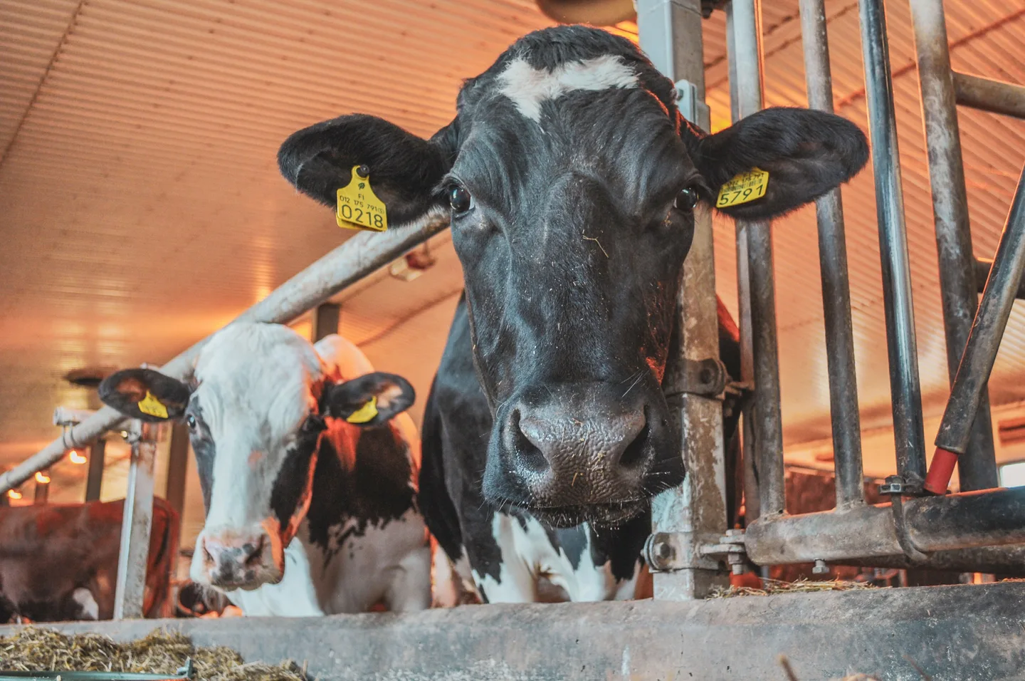 PIHATOSSA HANNELE ANTILA 2