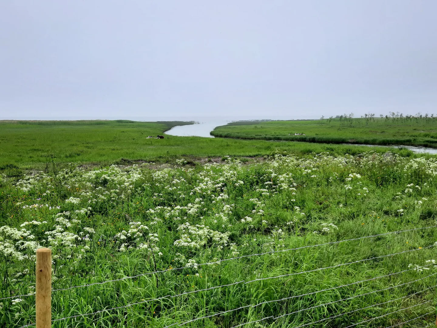 Rantaniitty Taru Koskinen