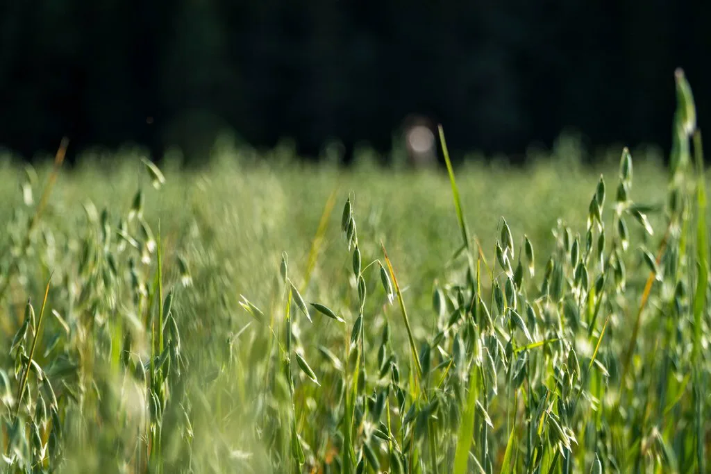 Viljelytarkastus Kaisa Uusi Kraapo 11 1