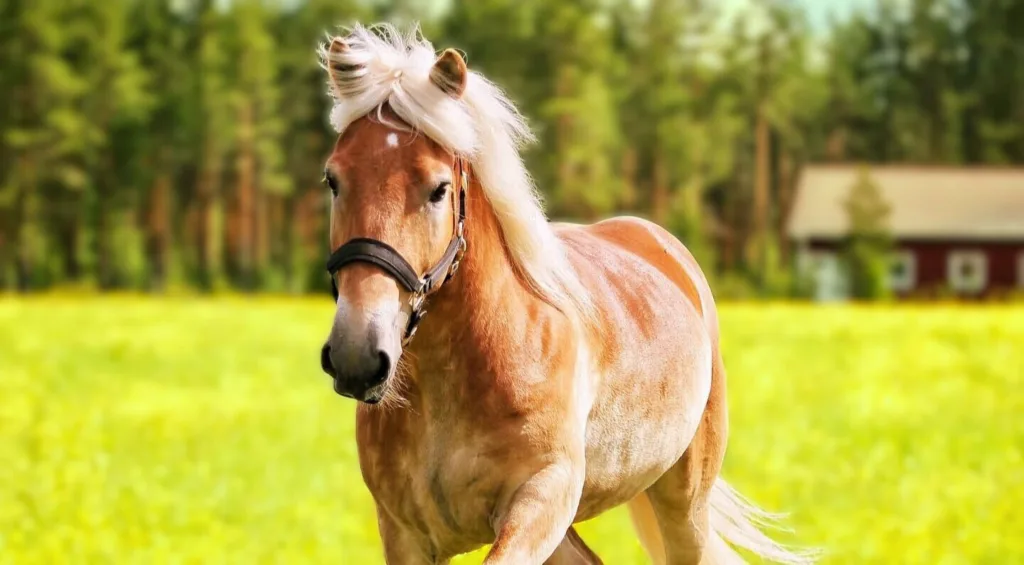 Hepo hevosheinaa pohjoisesta 1024x565