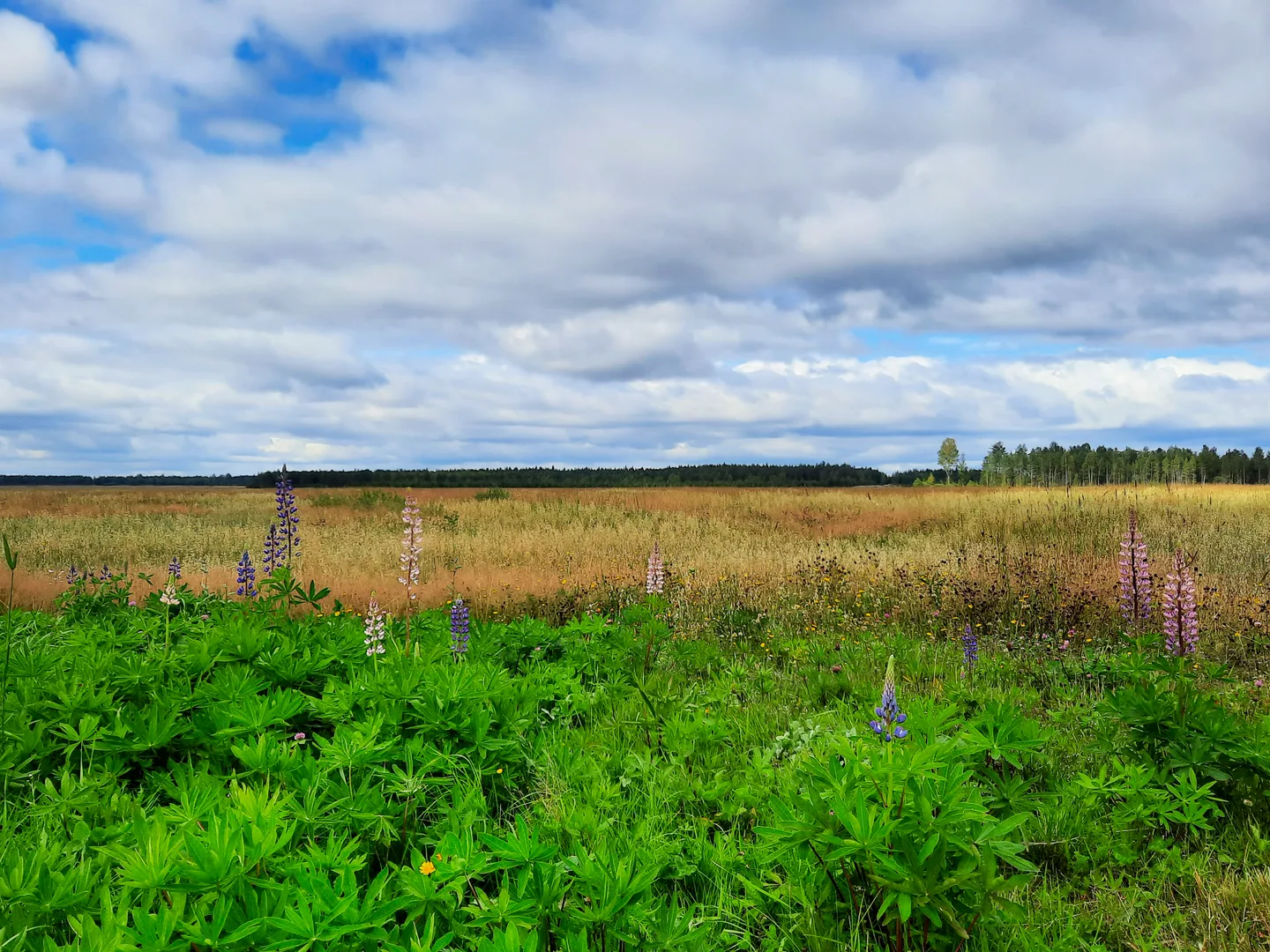 Vieraskasvitkuriinjokilaaksoissa paakuva