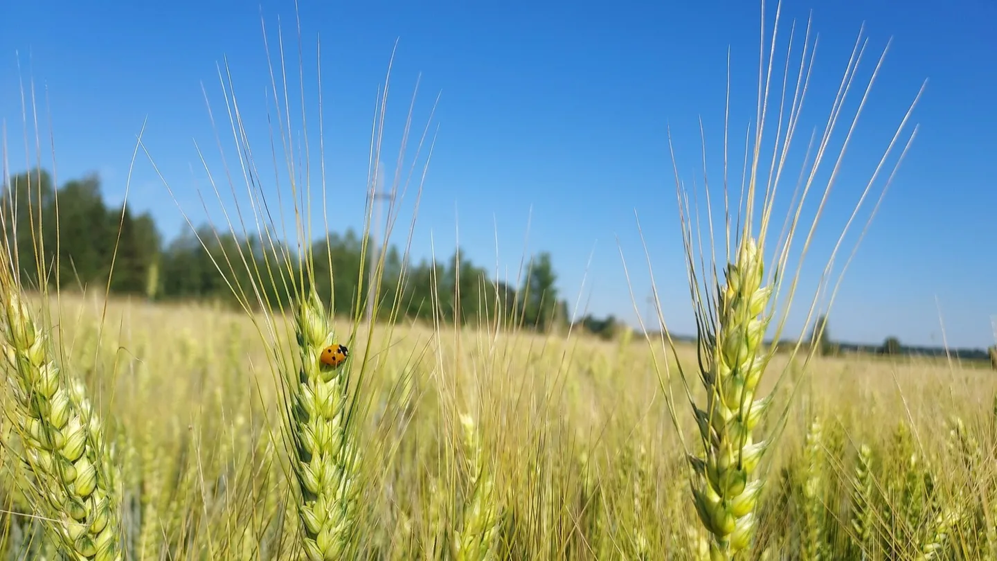 Kasvinsuojelun ratkaisut vehnapelto leppakerttu kesa aurinko