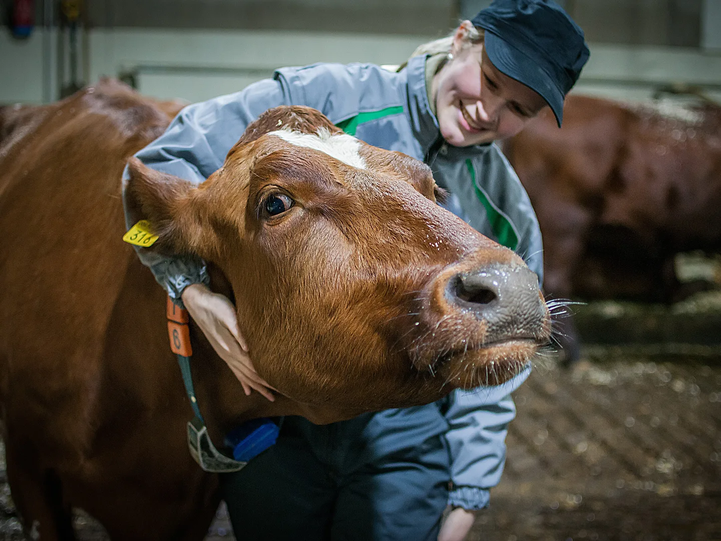 ProAgrian asiantuntija ja lehmä navetassa