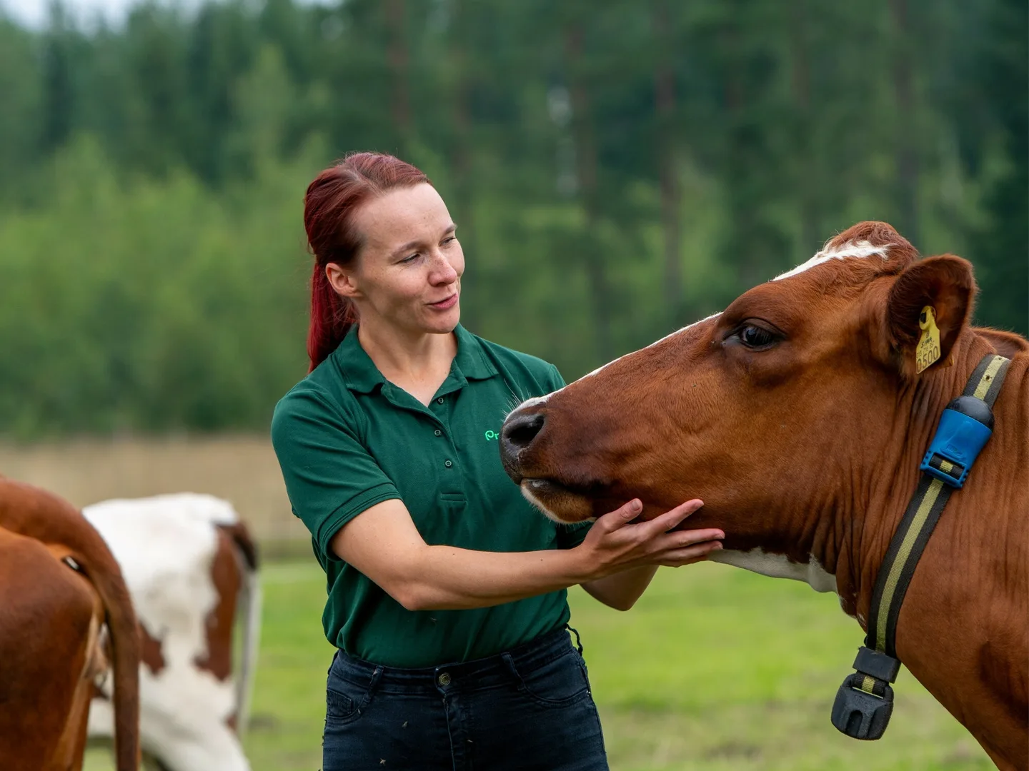 Pro Agrian asiantuntija ja ruskea lehma laitumella