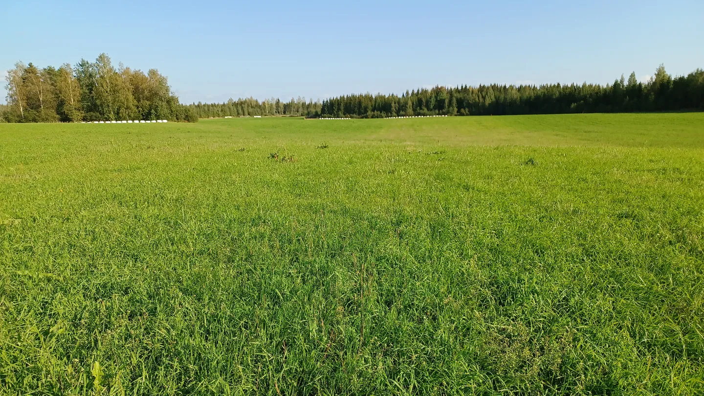 Ruohonjuurella blogi Marita Jaaskelainen